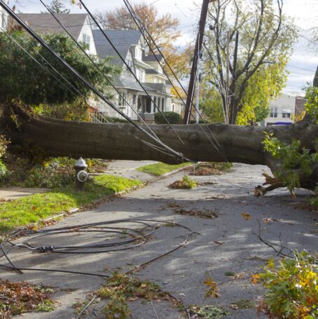 A fallen tree rests on the power lines across a street in Westerleigh section of Staten Island, New York on Saturday, November 3, 2012 several days after Hurricane Sandy hit the area