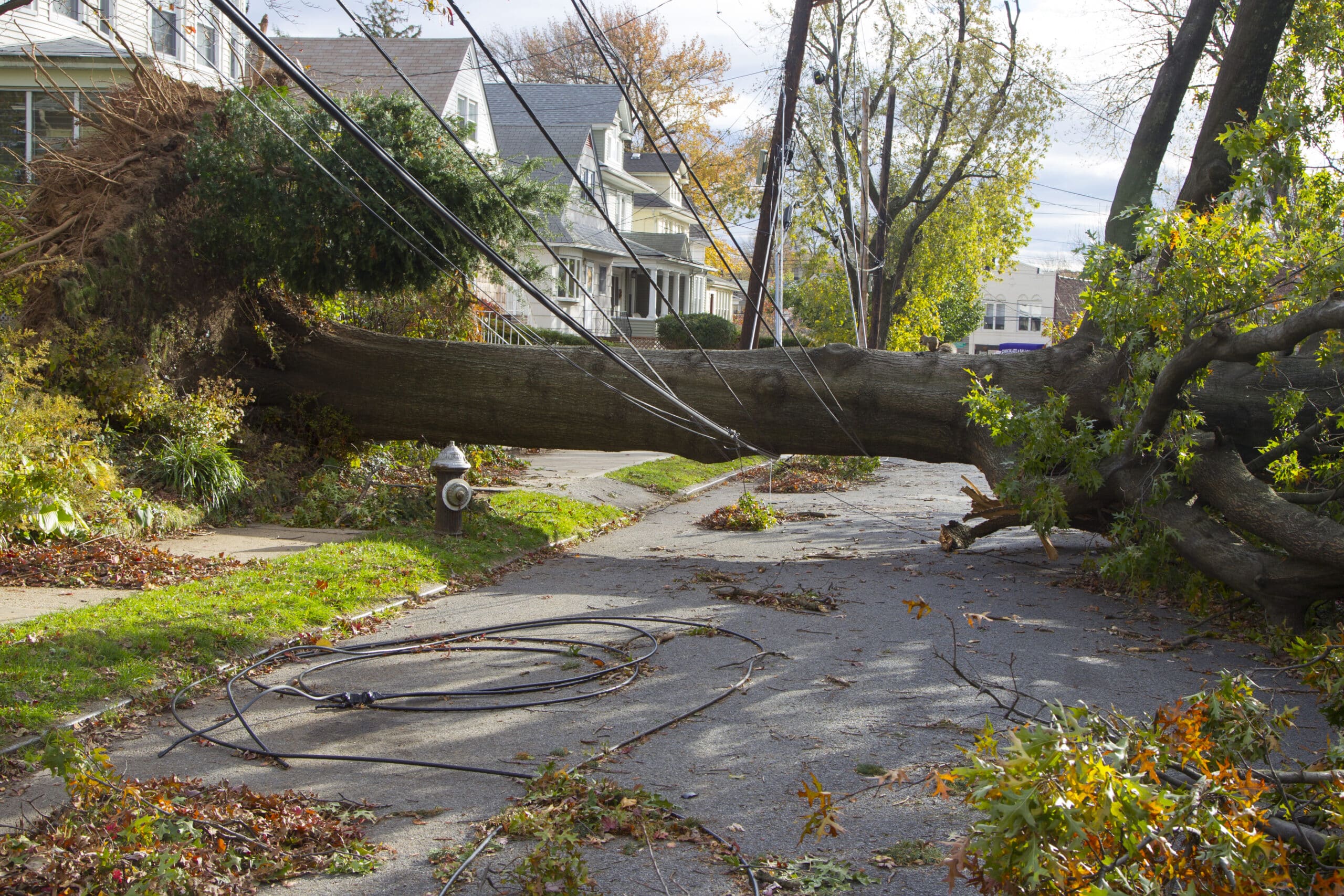 A fallen tree rests on the power lines across a street in Westerleigh section of Staten Island, New York on Saturday, November 3, 2012 several days after Hurricane Sandy hit the area