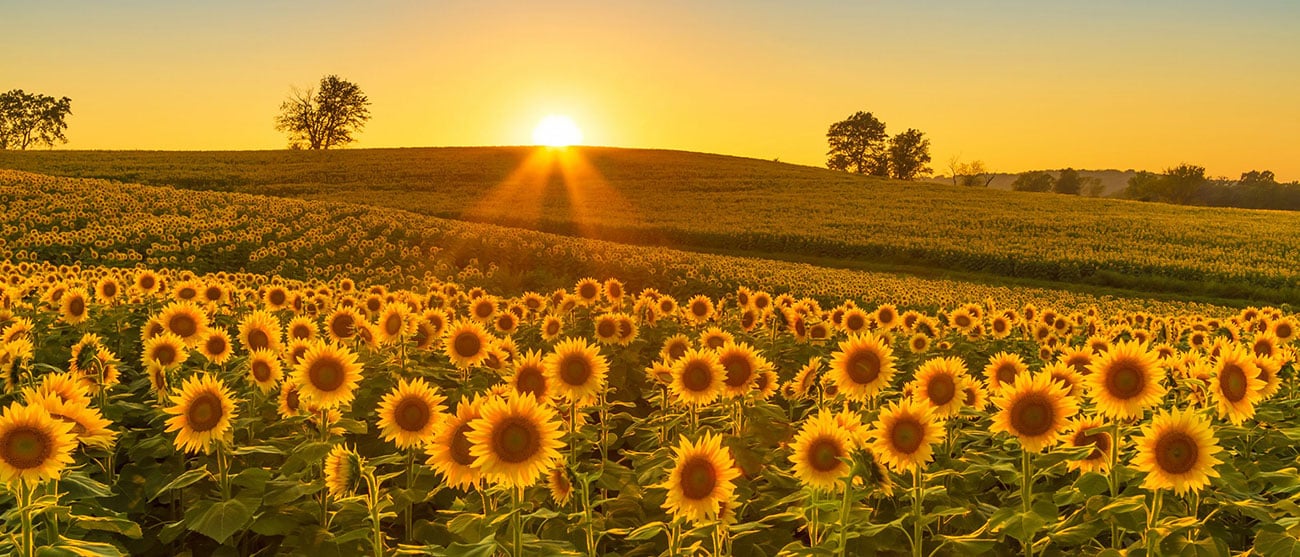 Image of a sunflower field in Kansas