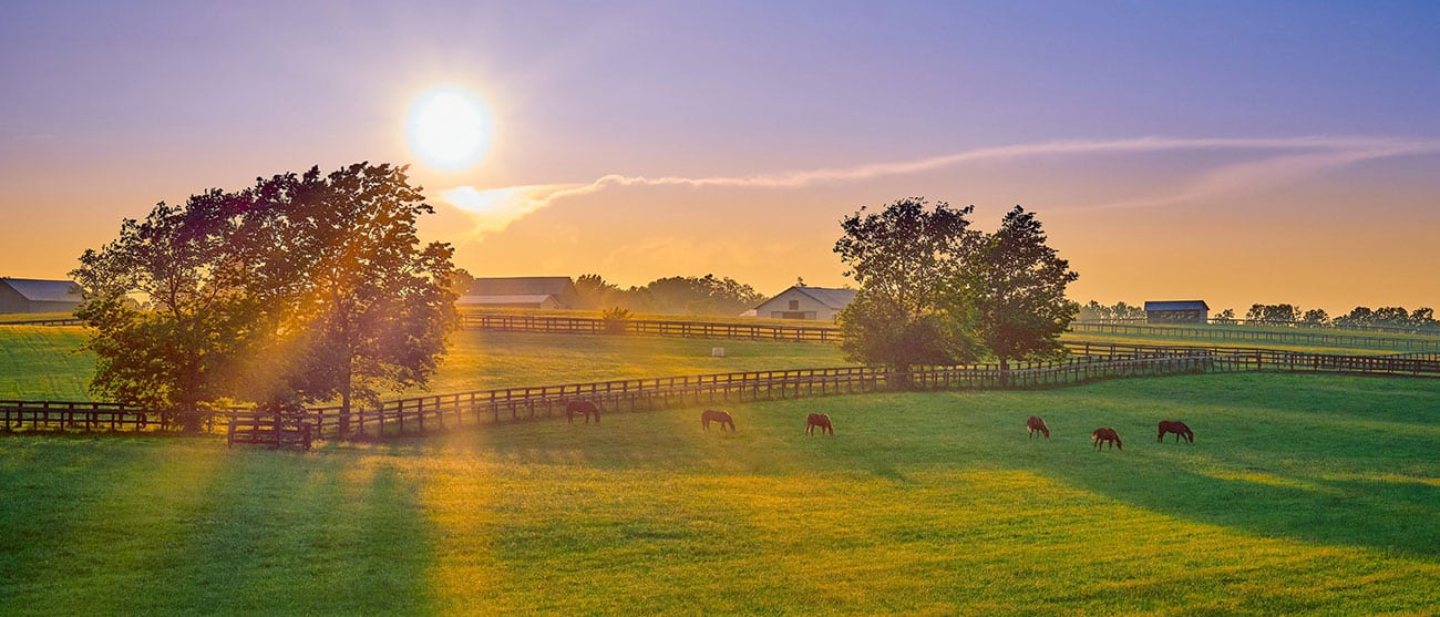 Image of field with trees and horses in Kentucky.