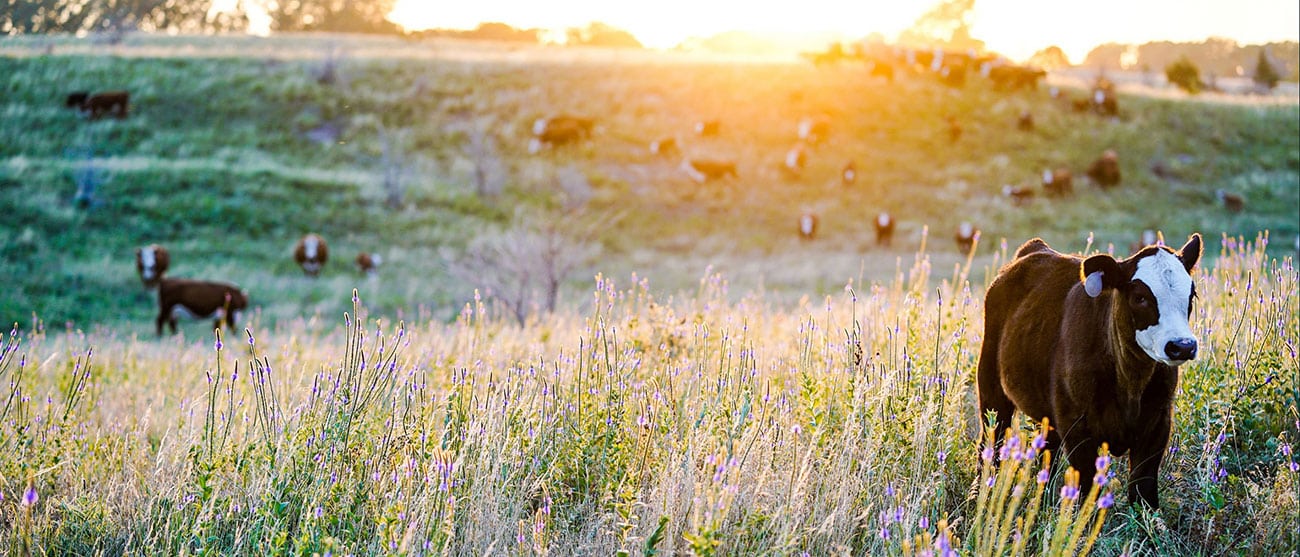 Image of field with cows in Nebraska.