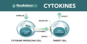 Mesothelioma Hub Cytokines producing cell