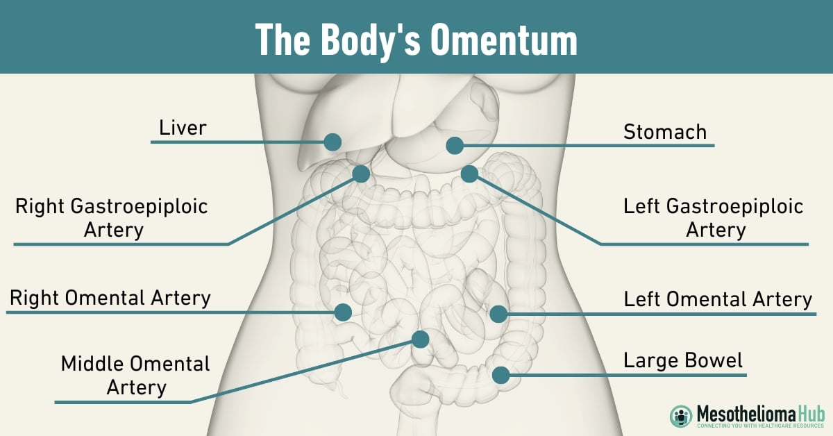 The Human Body's Omentum infographic showing the liver, Right Gastroepiploic Artery, Right Omental Artery, Stomach, Left Gastroepiploic Artery, Left Omental Artery Large Bowel, Middle Omental Artery